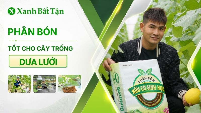 Phân bón nào là tốt nhất cho dưa lưới