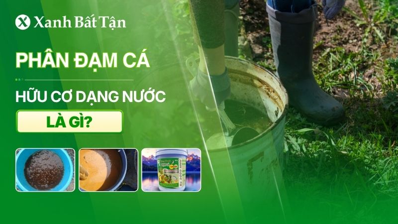 Phân đạm cá dạng nước là gì