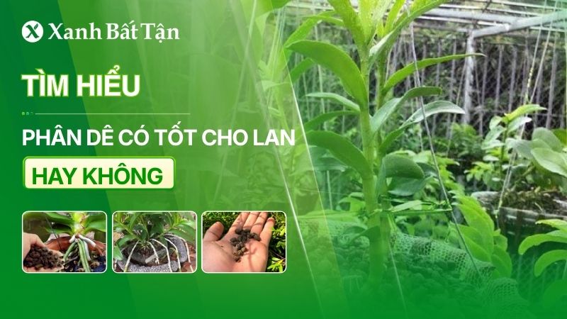 Phân dê có tốt cho Lan không?