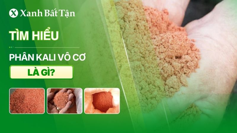 Phân kali là gì