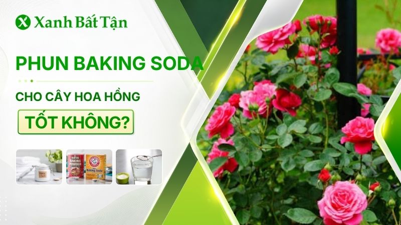 Phun Baking Soda cho hoa Hồng có tốt thật không?