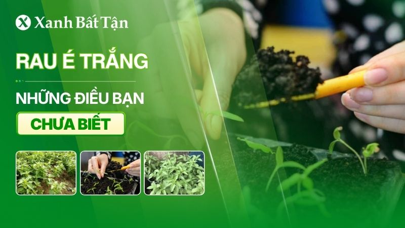 Rau é trắng và những điều bạn chưa biết