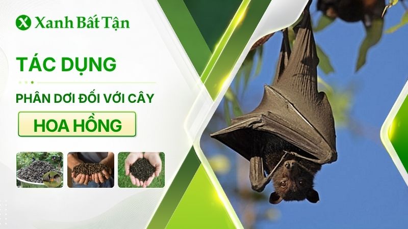 Tác dụng của phân dơi và cách bón phân dơi cho hoa Hồng
