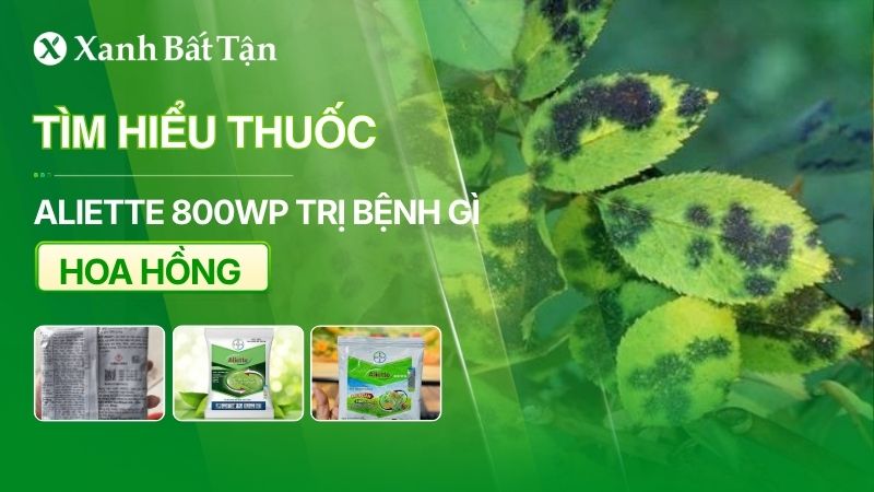 Thuốc Aliette trị bệnh gì cho hoa Hồng?