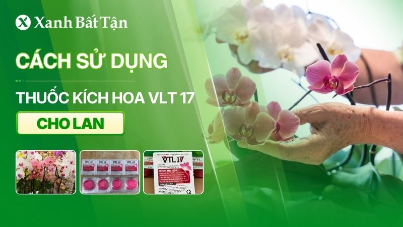 Thuốc kích hoa Lan VTL 17 và cách sử dụng đúng cách