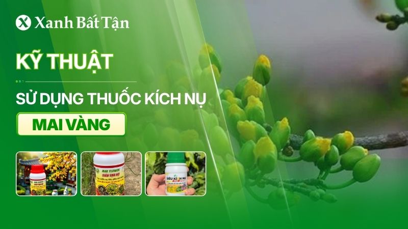 Thuốc kích nụ Mai vàng