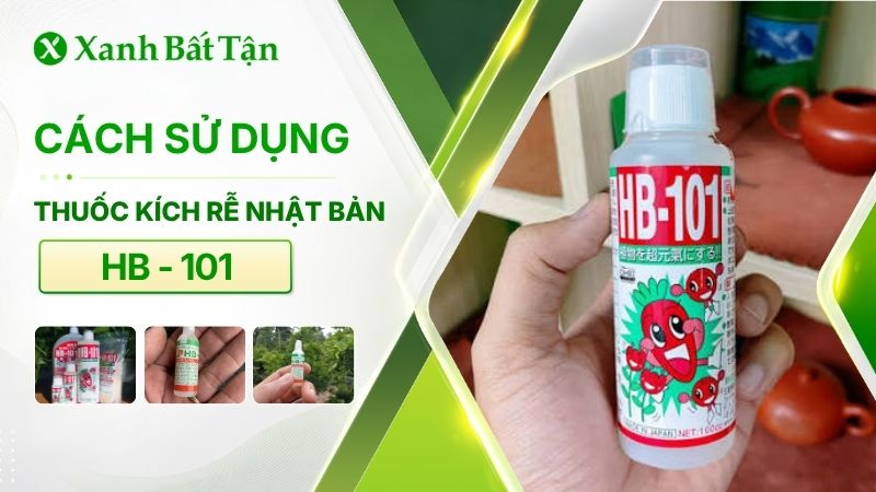 Thuốc kích rễ HB 101: Công dụng và cách sử dụng đúng