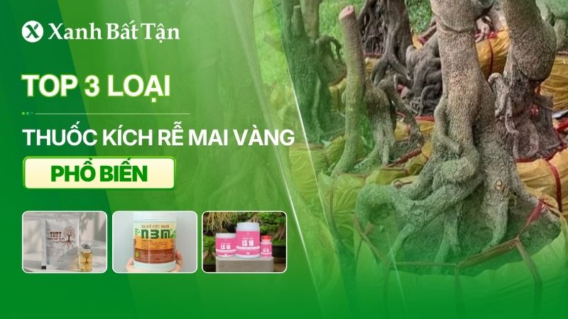 Thuốc kích rễ Mai vàng