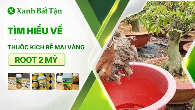Thuốc kích rễ Root 2 Mỹ cho Mai vàng có tốt không?