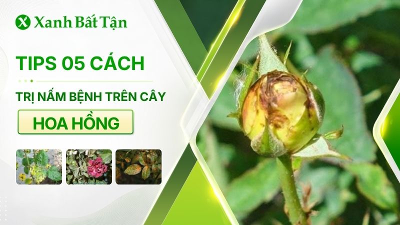 Tips 05 cách trị nấm cho hoa Hồng không dùng thuốc