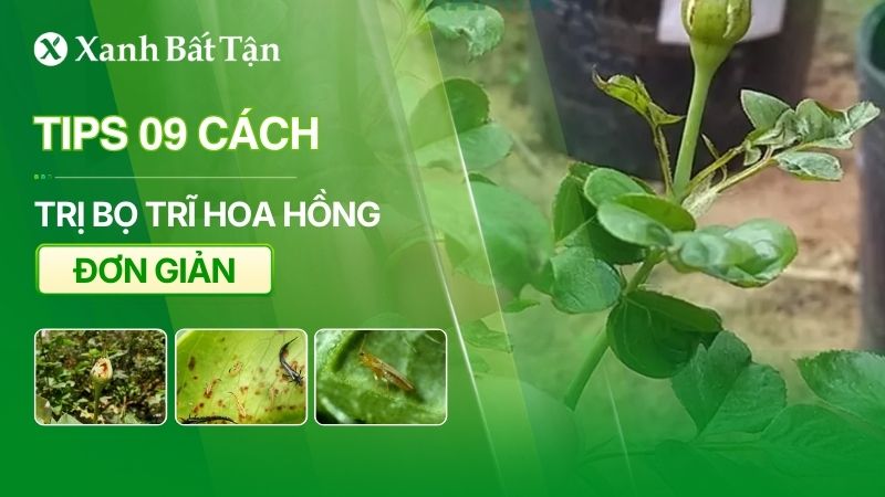 Tips 09 cách trị bọ trĩ không dùng thuốc cho hoa Hồng