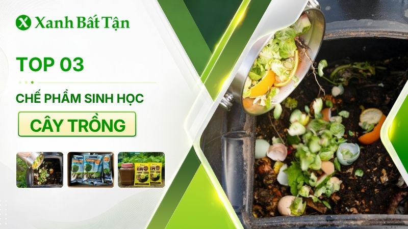 Top 03 loại chế phẩm sinh học dùng cho cây trồng