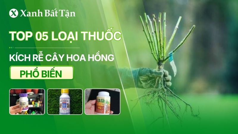 Top 05 loại thuốc kích rễ hoa Hồng hiệu quả hiện nay