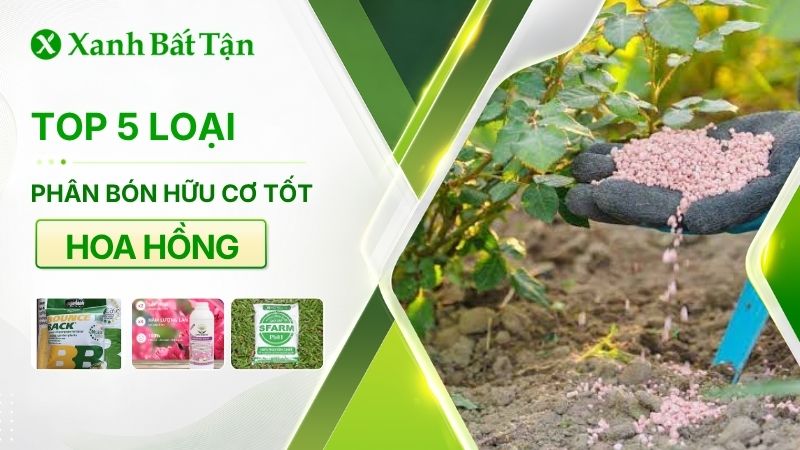 Top 05 phân bón hữu cơ cho hoa Hồng thông dụng hiện nay