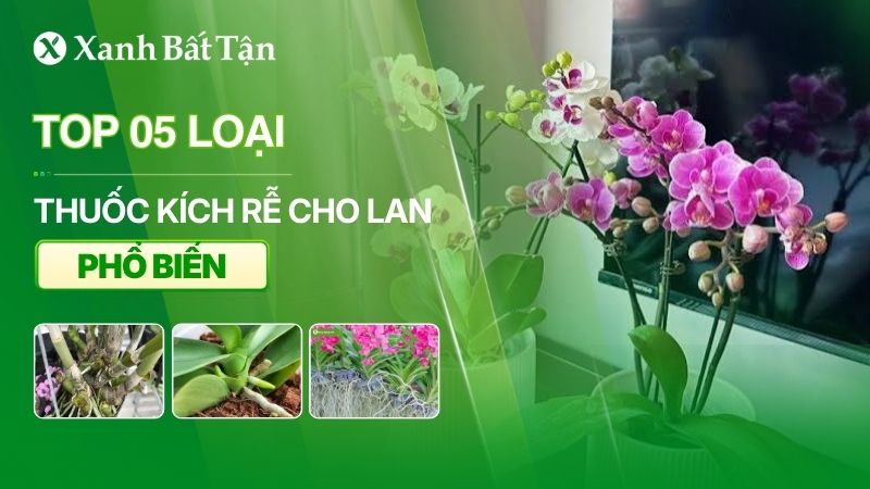 Top 05 thuốc kích rễ cho Lan phổ biến hiện nay