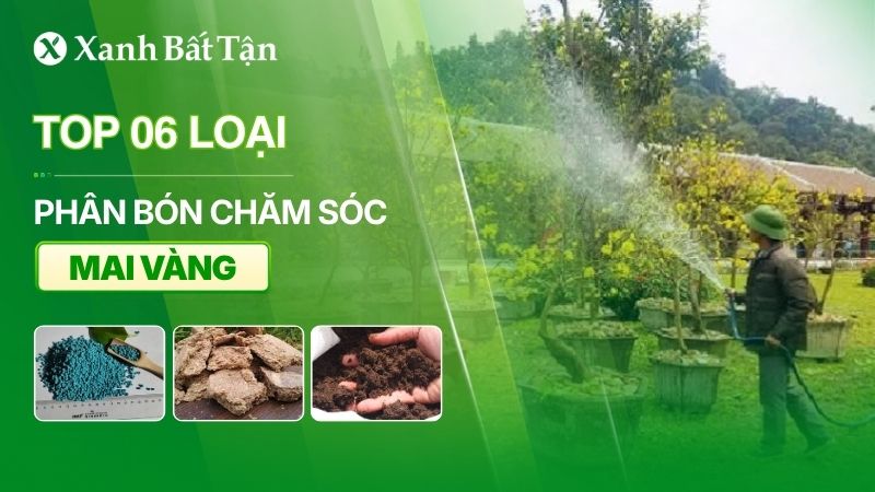 Top 06 phân bón cho Mai vàng phổ biến hiện nay