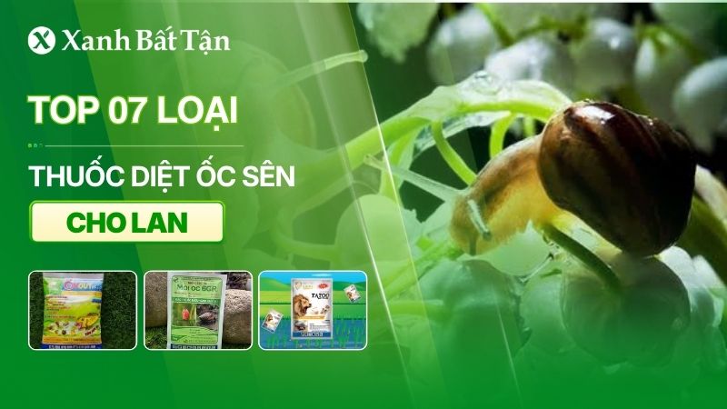 Top 07 loại thuốc diệt ốc sên cho Lan hiệu quả