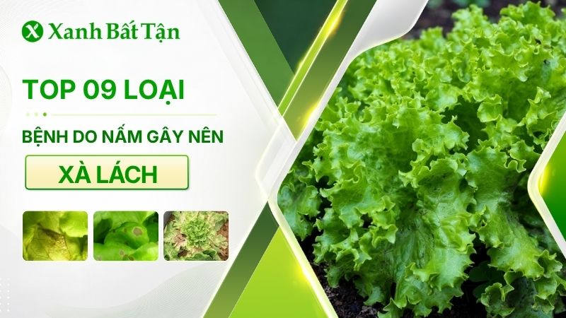 Top 09 loại bệnh trên xà lách do nấm gây nên