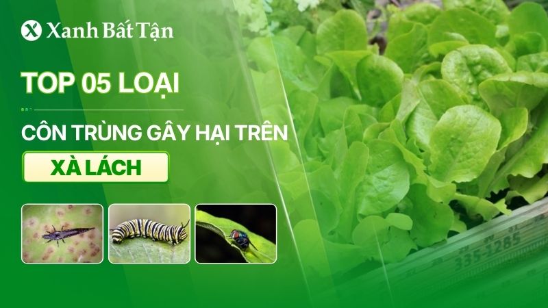 Top 5 loại côn trùng gây hại thường gặp trên rau xà lách