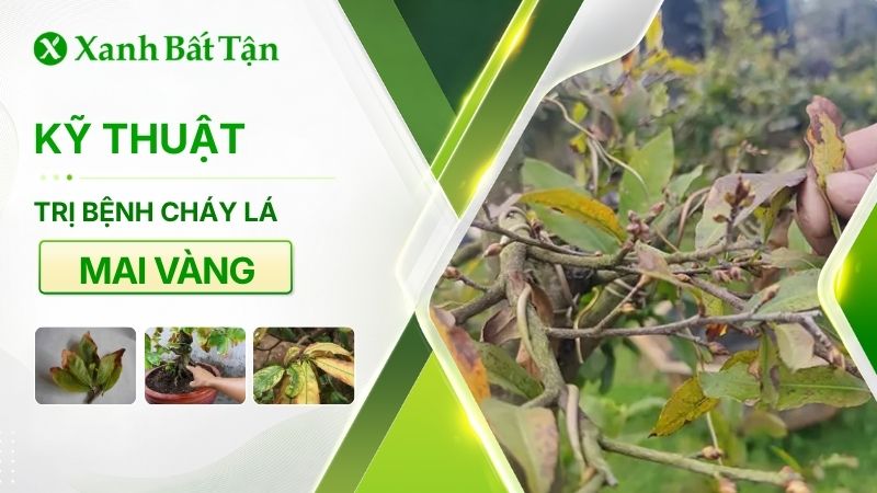 Trị bệnh Mai vàng bị cháy lá
