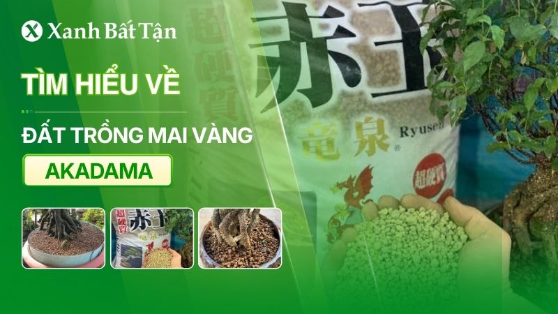 Trồng Mai vàng bằng đất Akadama có thật sự tốt như lời đồn?