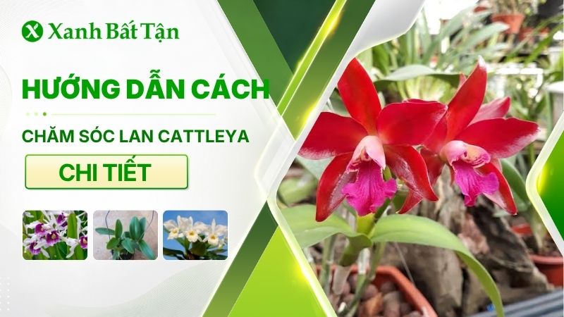 Tuyệt chiêu kích hoa cho Lan Cattleya siêu đỉnh