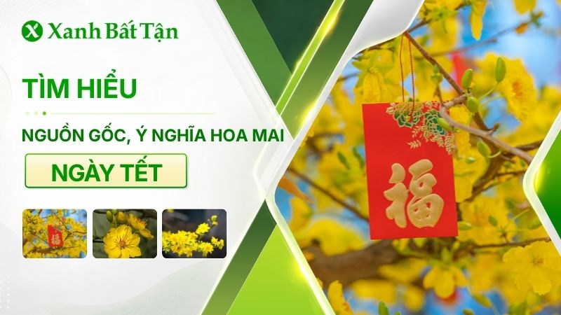 Ý nghĩa của hoa Mai ngày Tết