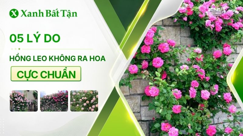 05 lý do tại sao hoa Hồng leo không ra hoa mà bạn nên biết
