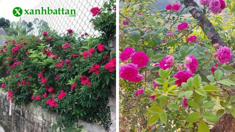 Giống hoa Hồng bạn đang trồng là Hồng leo Tầm Xuân