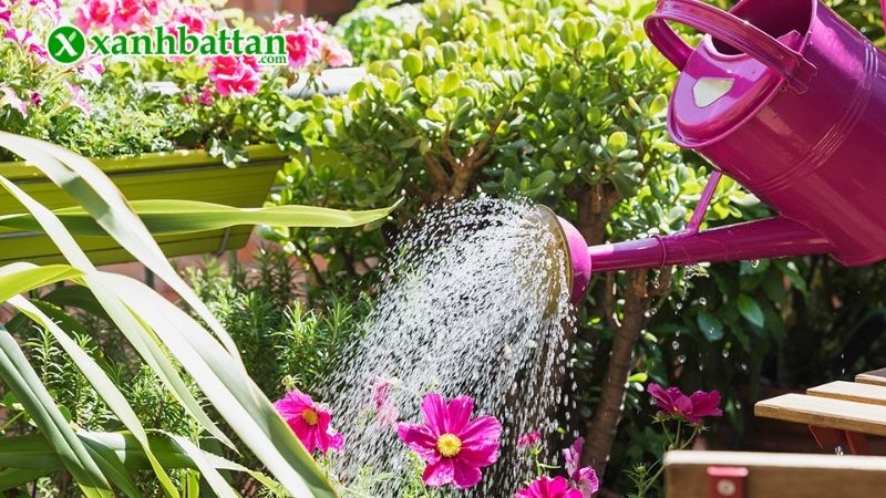 Hoa Hồng bị thiếu ánh sáng, nước