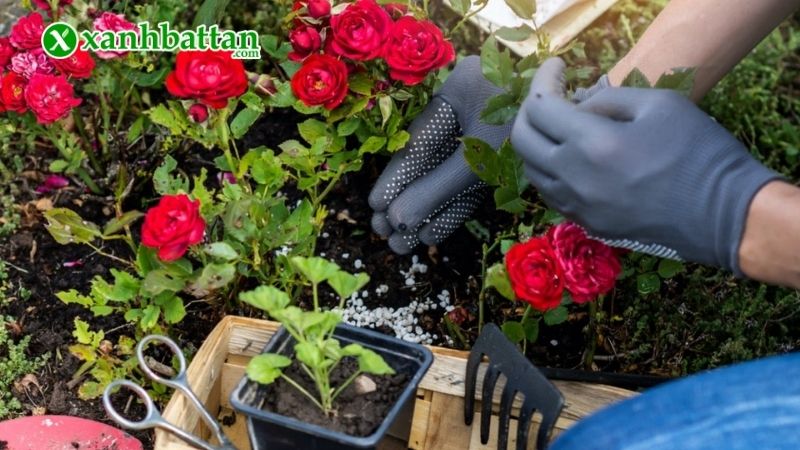 Bón phân sai cách hoặc bón quá nhiều đạm