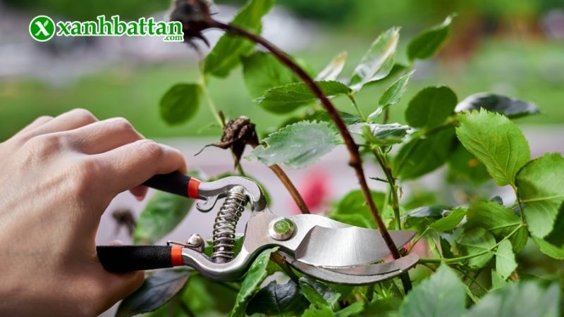 Lưu ý kỹ thuật chăm sóc hoa Hồng leo đúng cách