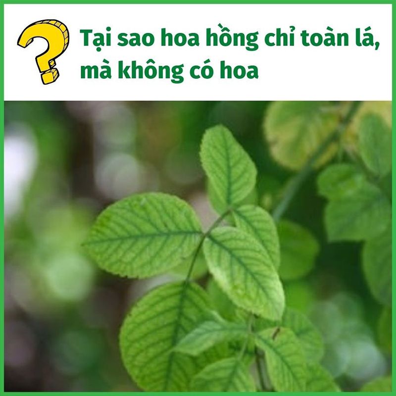 Tại Sao Hoa Hồng Không Ra Hoa