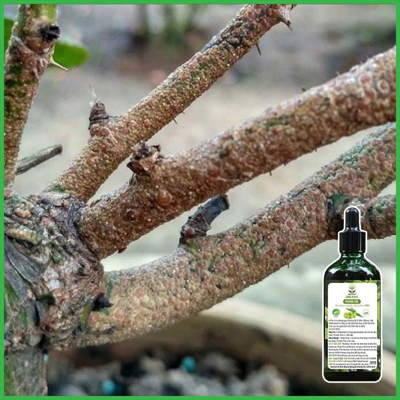 Neem oil nguyên chất diệt rệp vảy trên hoa hồng