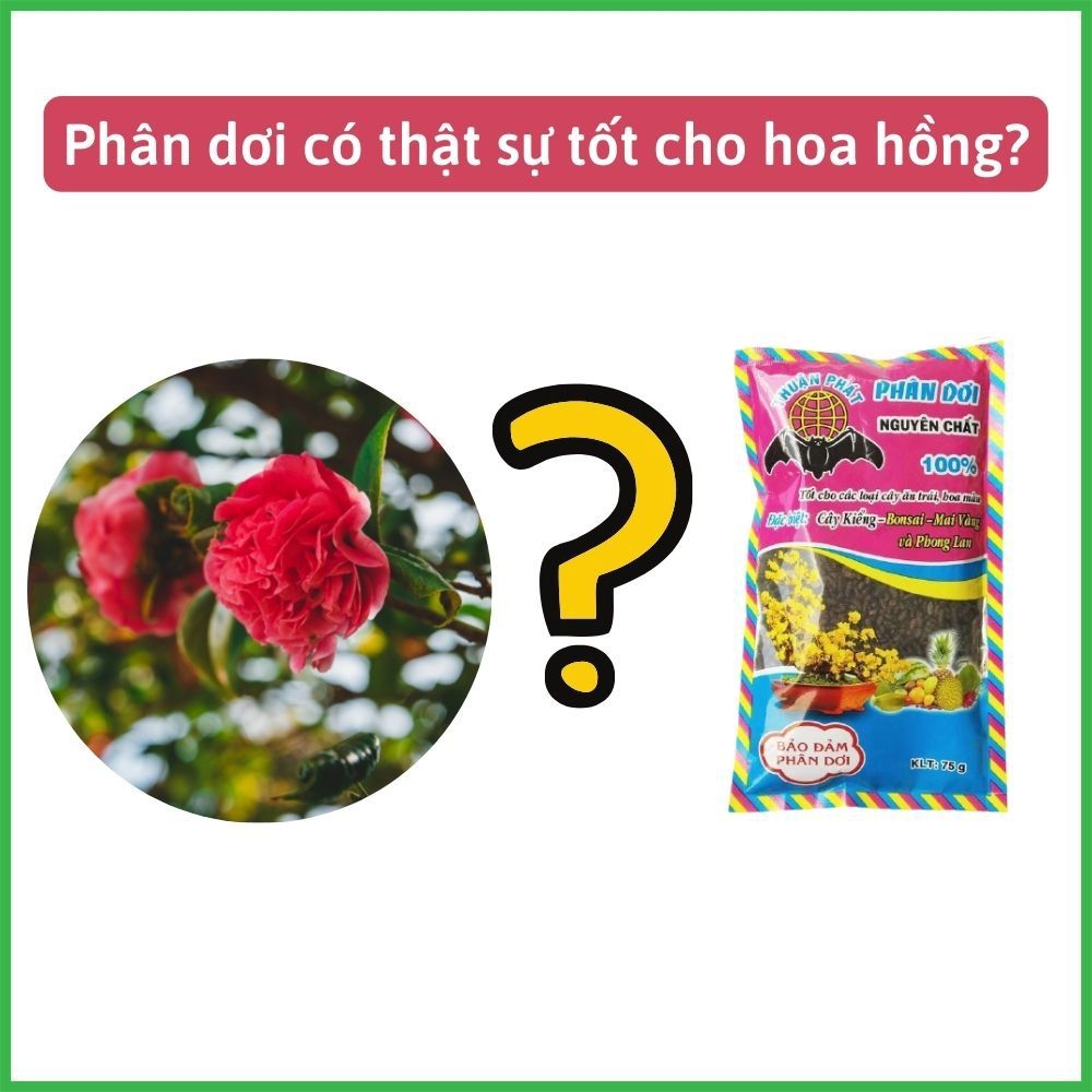 Phân Dơi Có Thật Sự Tốt Không? | Xanh Bất Tận