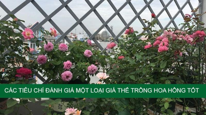 giathetronghoahongtotnhat