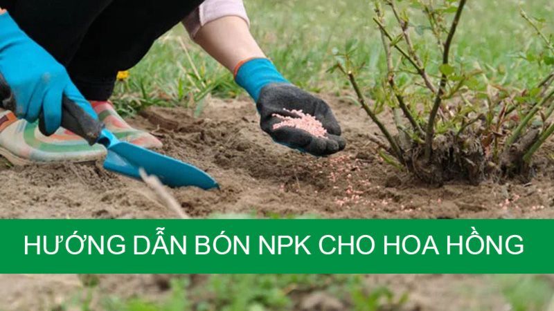 Hướng Dẫn Bón NPK Cho Hoa Hồng