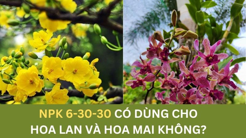 NPK 6-30-30 Dùng Được Cho Cả Lan Và Hoa Mai