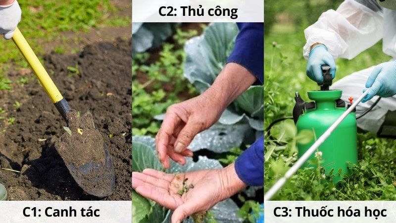 Các Biện Pháp Phòng Trừ Côn Trùng Trên Xà Lách