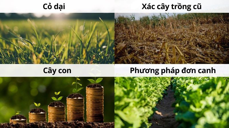 Nguyên Nhân Xuất Hiện Các Loại Côn Trùng Gây Hại Trên Xà Lách