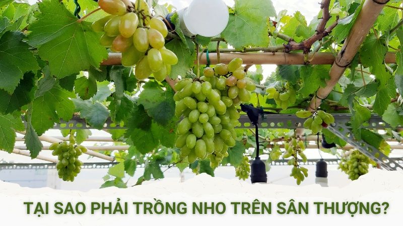 Tại Sao Nên Trồng Cây Nhỏ Ở Sân Thượng