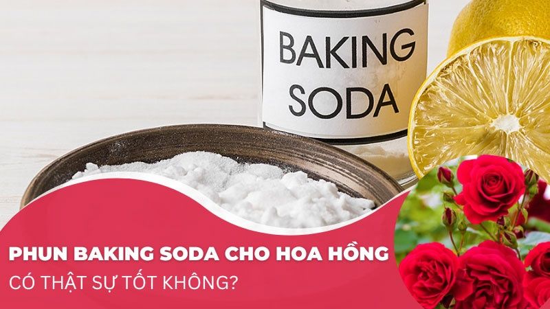 Phun Baking Soda Cho Hoa Hồng