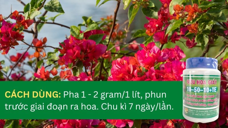 Phân bón siêu kích hoa cho hoa giấy NPK 10-50-10