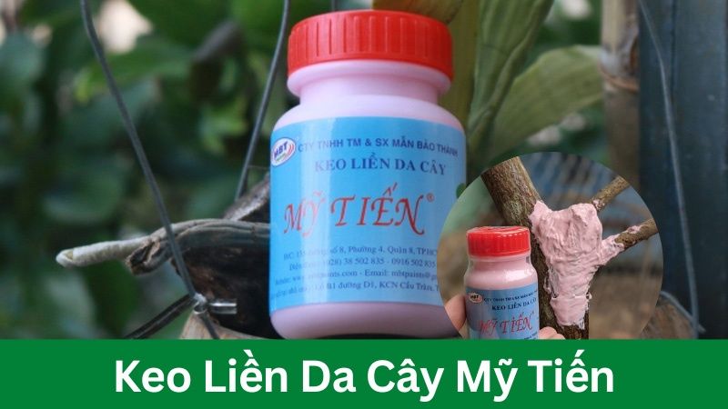 Keo liền da cây mỹ tiến