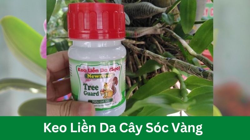 Keo liền da cho cây con sóc vàng tree guard