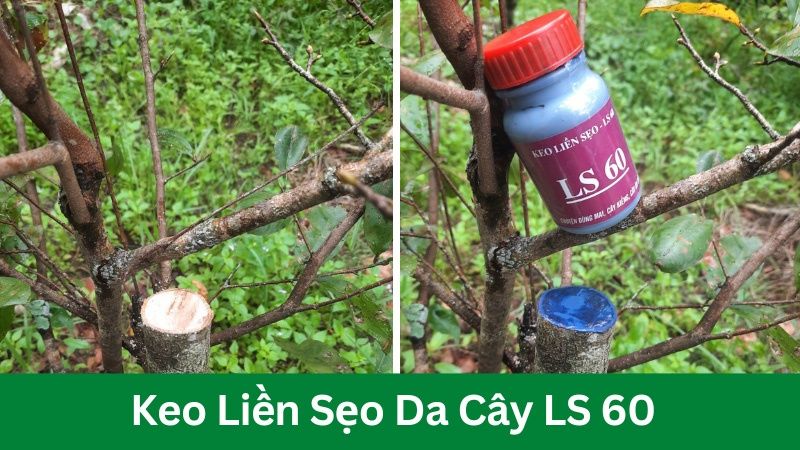 Keo liền sẹo da cây LS 60