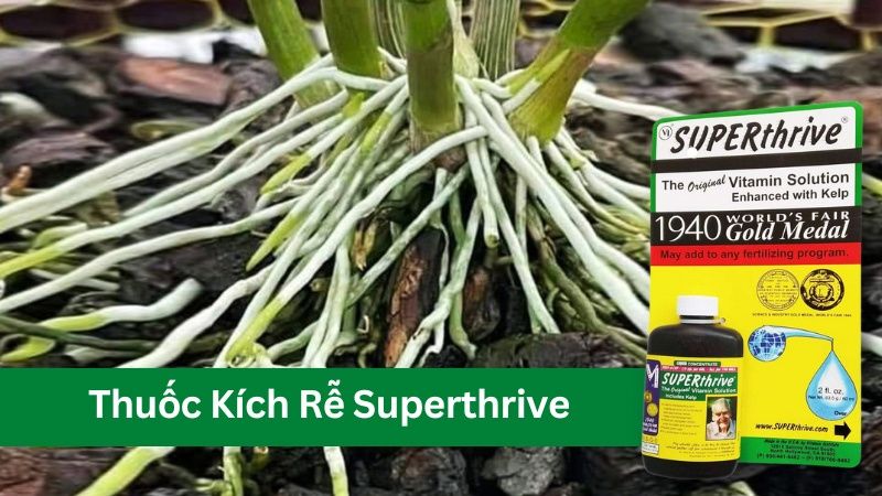 thuốc kích rễ superthrive