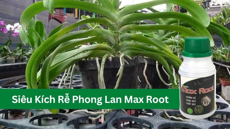 Siêu kích rễ phong lan max root