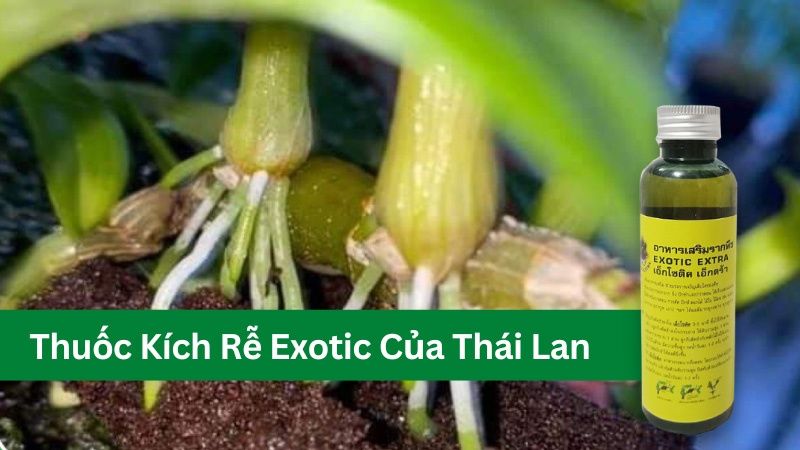 thuốc kích rễ cho lan của thái lan exotic