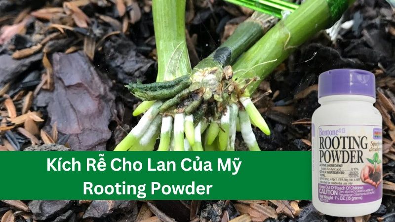 Kích rễ cho lan của mỹ Rooting Powder